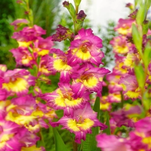 Bulbi de Gladiole Far West 1