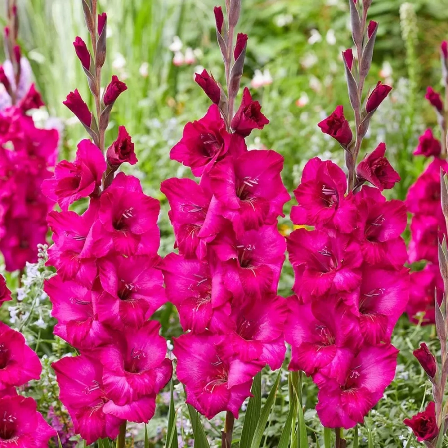 Bulbi de Gladiole Fidelio 1