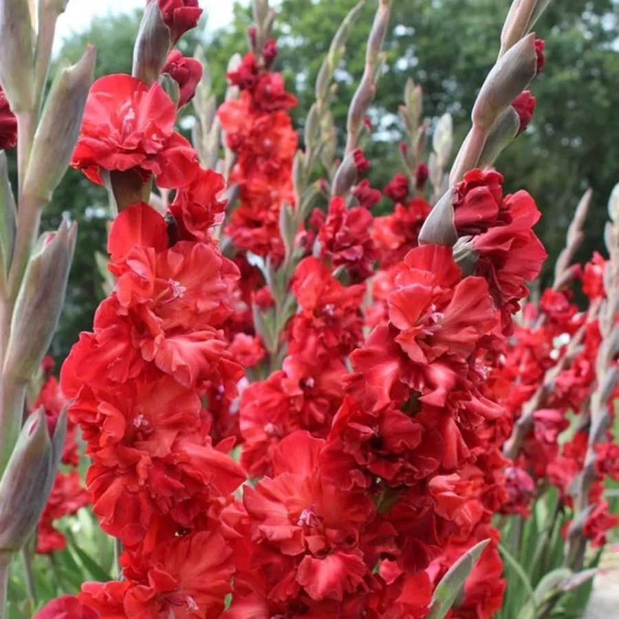 gladiole-fire-ruffle-2 Bulbi de Gladiole Fire Ruffle 1