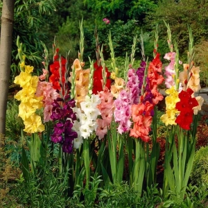 Bulbi de Gladiole Garden Velvet Mix Multicolor 1
