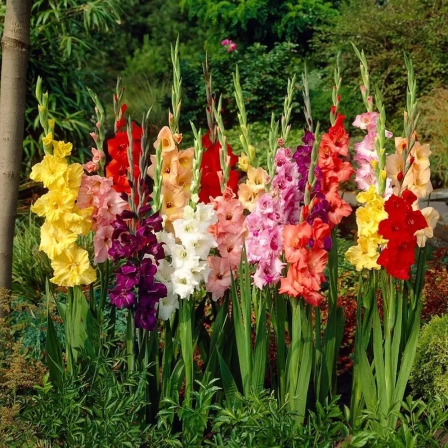 Bulbi de Gladiole Garden Velvet Mix Multicolor 1