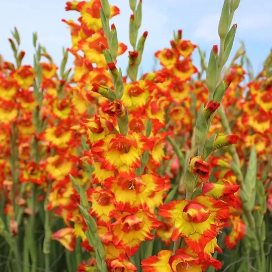 Bulbi de Gladiole Princess Margaret Rose 1
