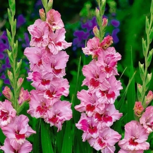 Bulbi de Gladiole Greyhound 1