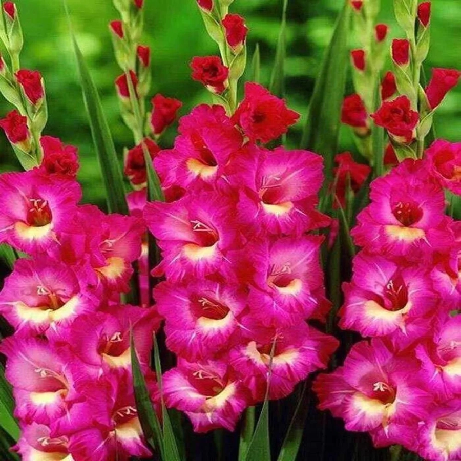 gladiole-jo-jo Bulbi de Gladiole Jo Jo 1