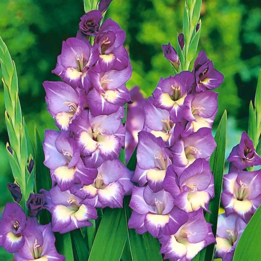 Bulbi de Gladiole Kings Lynn 1