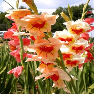 Bulbi de Gladiole Kiss Ruffle 1