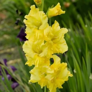 Bulbi de Gladiole Lemon Drop 1