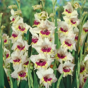 Bulbi de Gladiole Messina 1