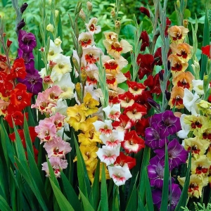 Bulbi de Gladiole Mix Multicolor 1