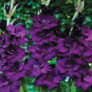 Bulbi de Gladiole Mombassa 1