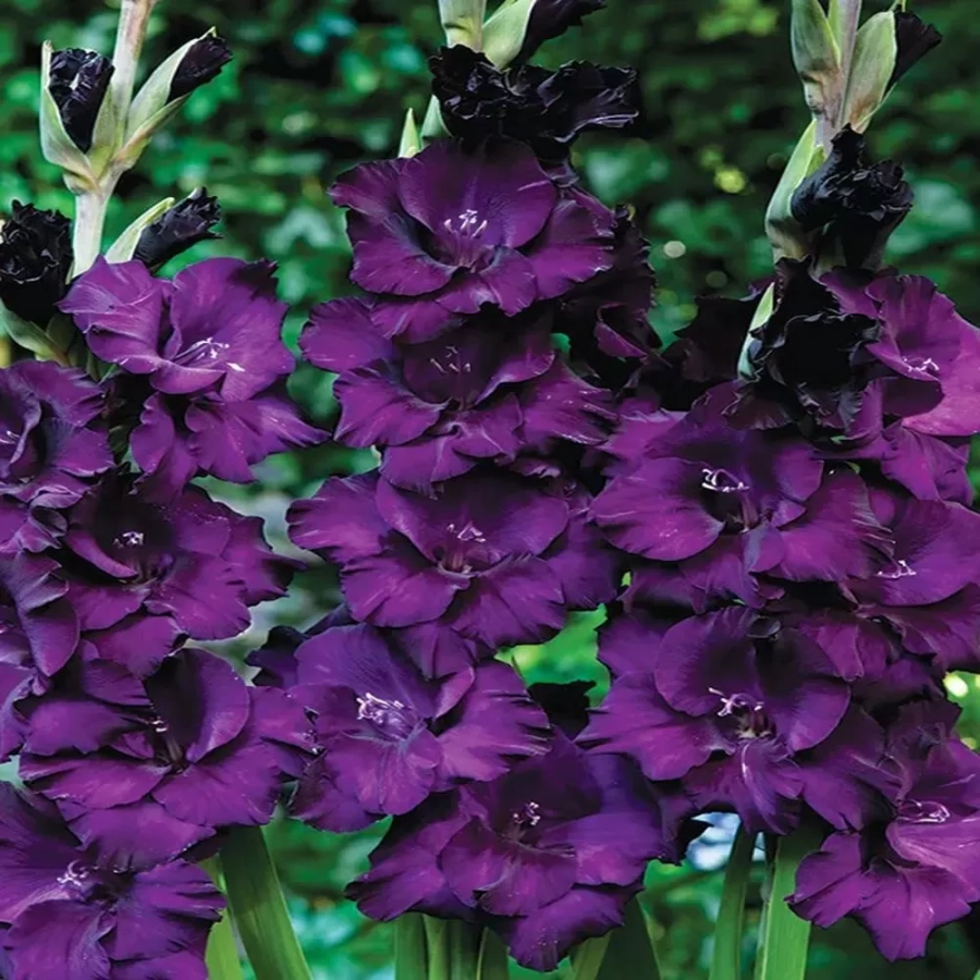 Bulbi de Gladiole Mombassa 1