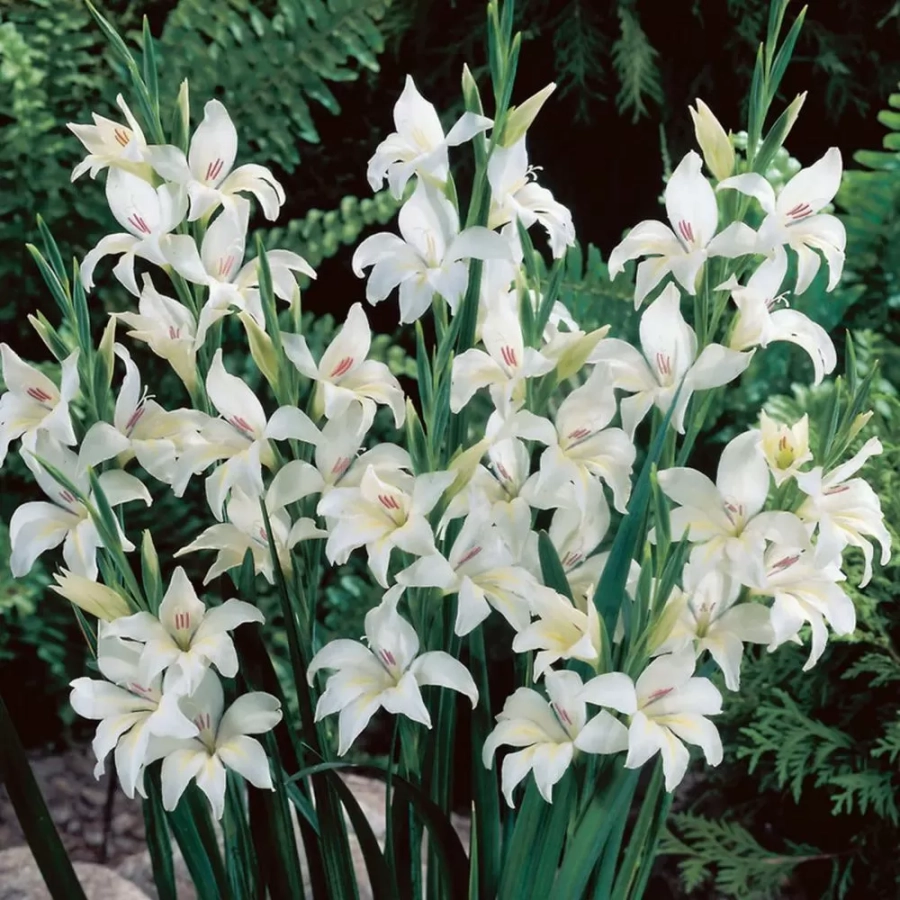 gladiole-nanus-albus Bulbi de Gladiole Nanus Albus 1