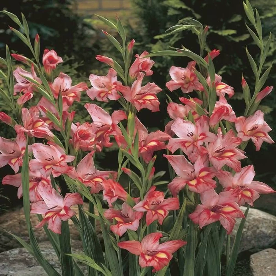 gladiole-nanus-nathalie Bulbi de Gladiole pitice Nathalie 1