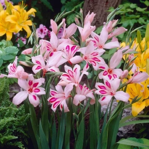 Bulbi de Gladiole pitice Prins Claus 1