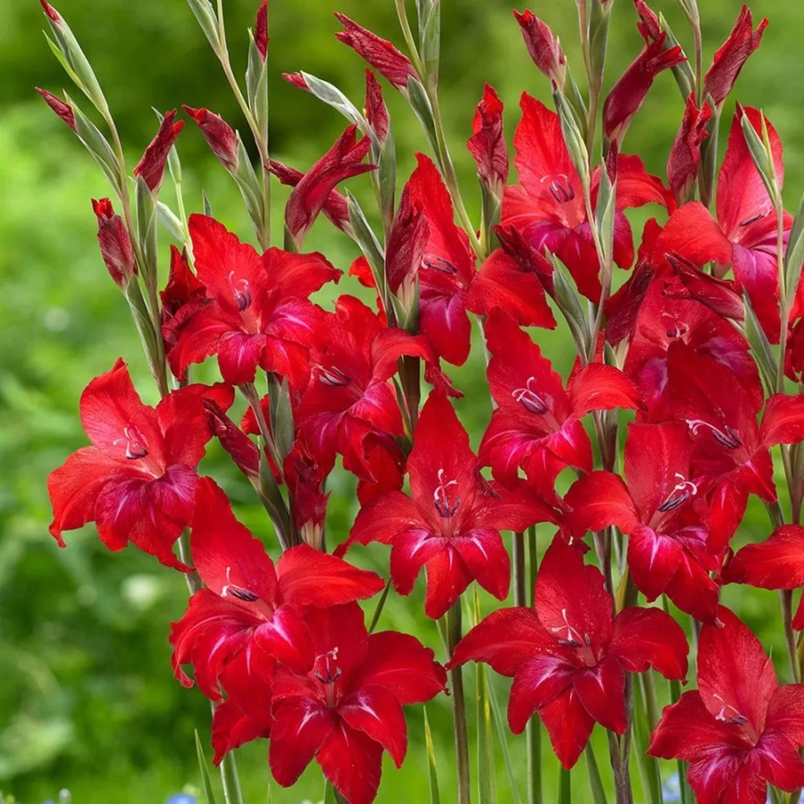 Bulbi de Gladiole Nanus Red 1