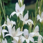 Bulbi de Gladiole Nanus The Bride 1