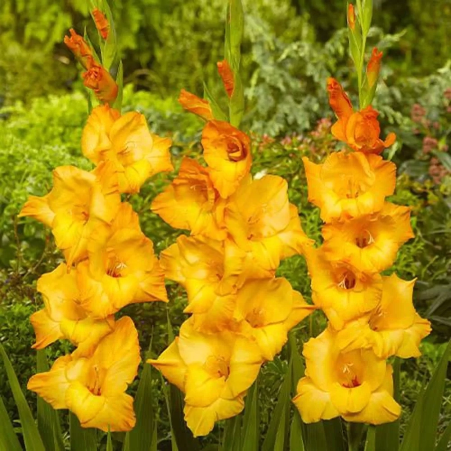 gladiole-ovatie Bulbi de Gladiole Ovatie 1