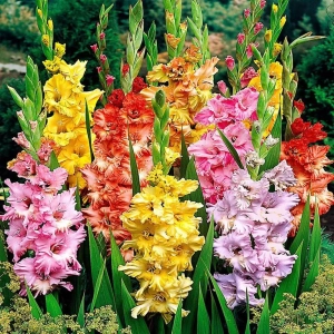 Bulbi de Gladiole Parrot mix multicolor 1