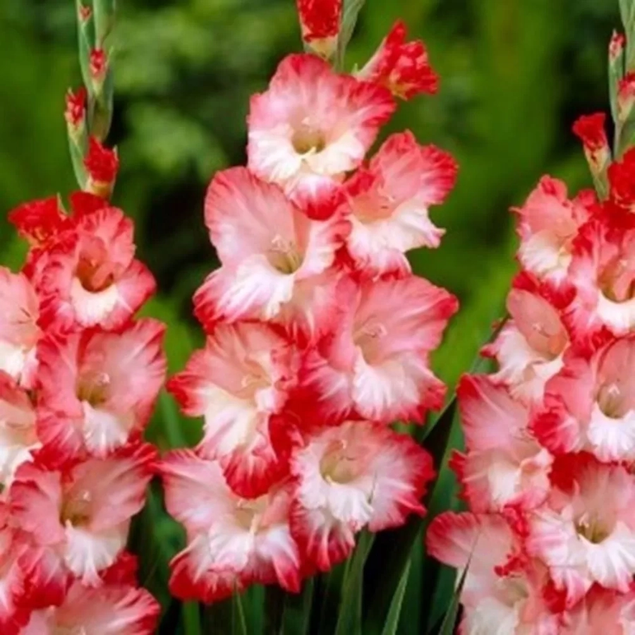 Bulbi de Gladiole Pink Lady 1