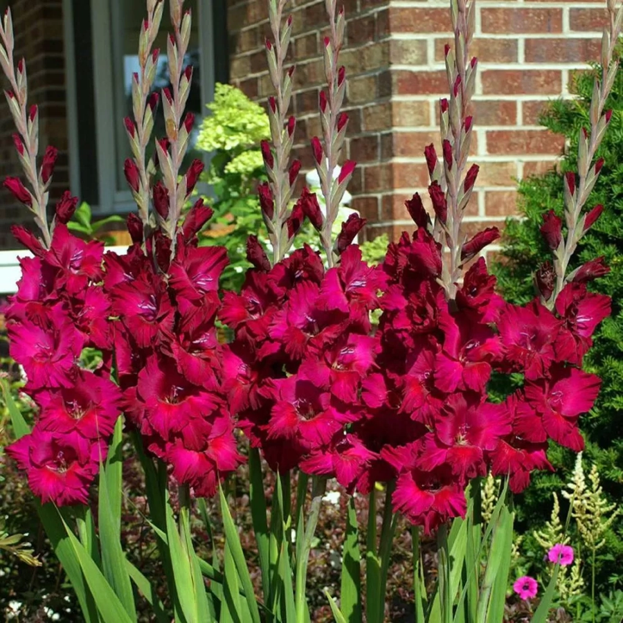 gladiole-plum-tart2 Bulbi de Gladiole Plum Tart 1