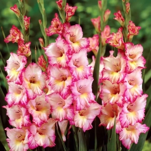 Bulbi de Gladiole Priscilla 1