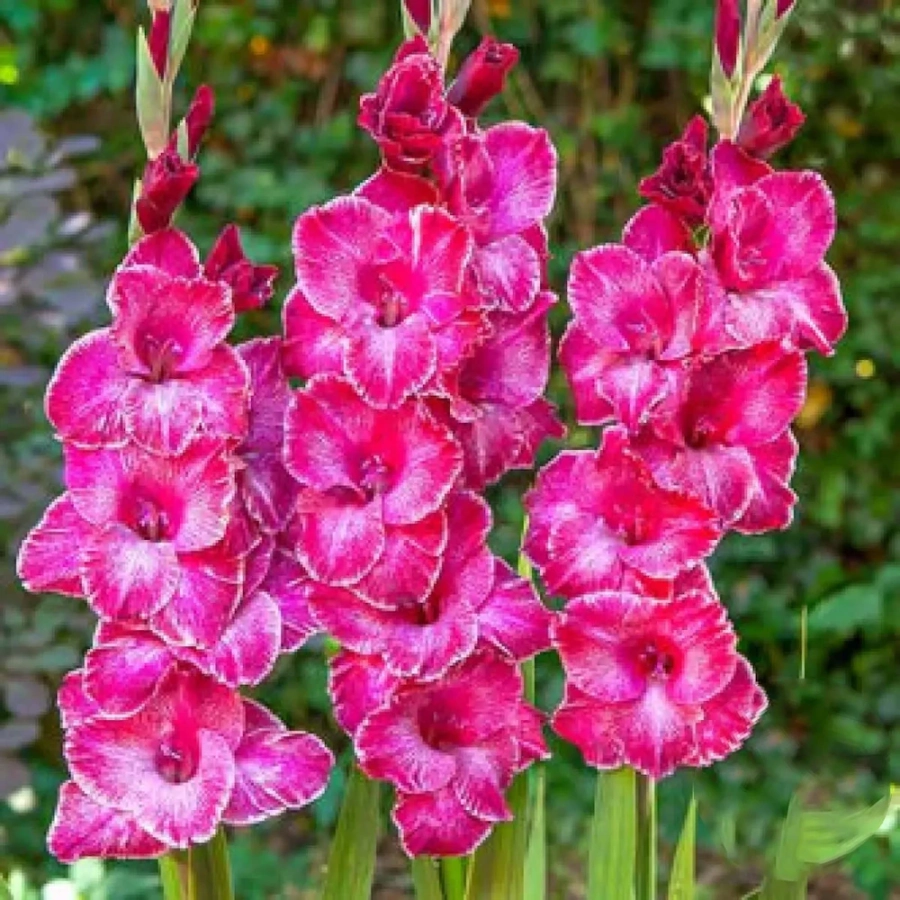 gladiole-rasta-print Bulbi de Gladiole Rasta Print 1