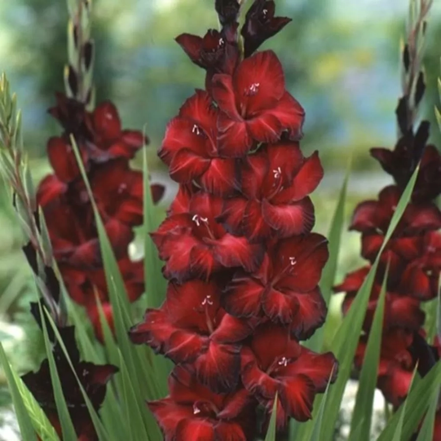 gladiole-red-beauty Bulbi de Gladiole Red Beauty 1