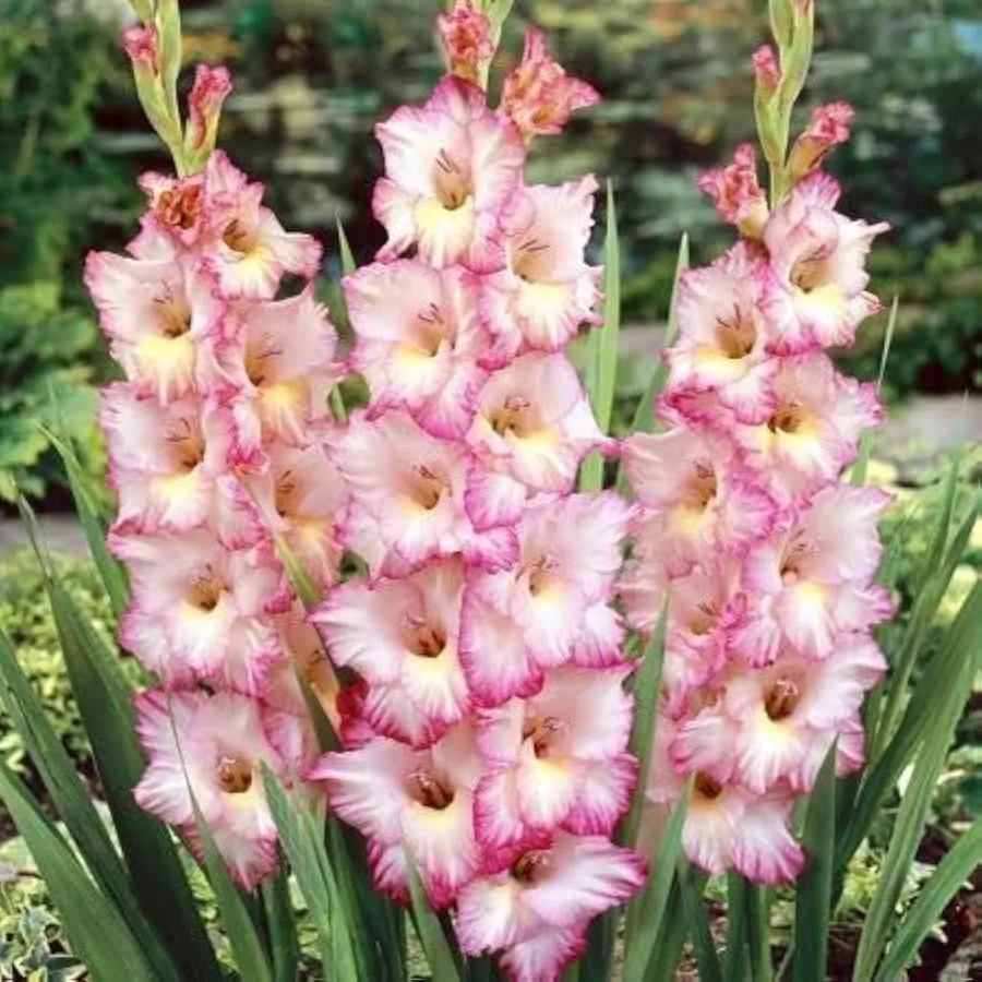 Bulbi de Gladiole Rose Supreme 1