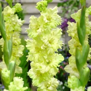Bulbi de Gladiole Ruffled Green Star 1