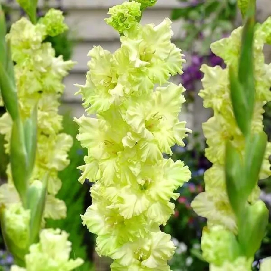 Bulbi de Gladiole Ruffled Green Star 1