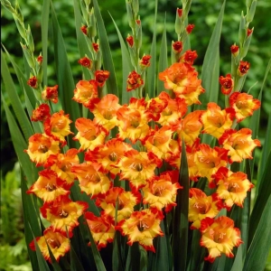 Bulbi de Gladiole Ruffled Princess 1