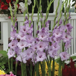 Bulbi de Gladiole Ruffled Sweet Blue 1