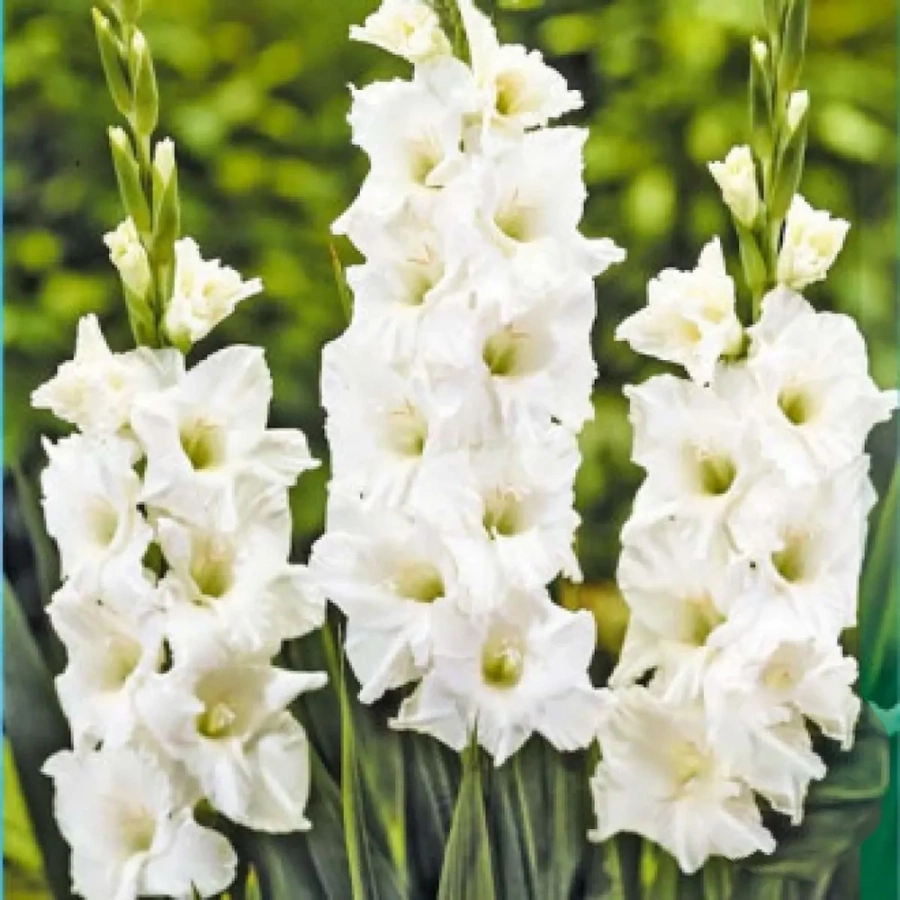 gladiole-sancerre Bulbi de Gladiole Sancerre 1