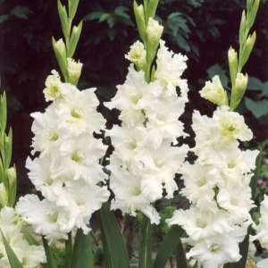 Bulbi de Gladiole Snowy Frizzle 1
