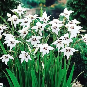 Bulbi de Gladiole stelate (Acidanthera Murielae) 1