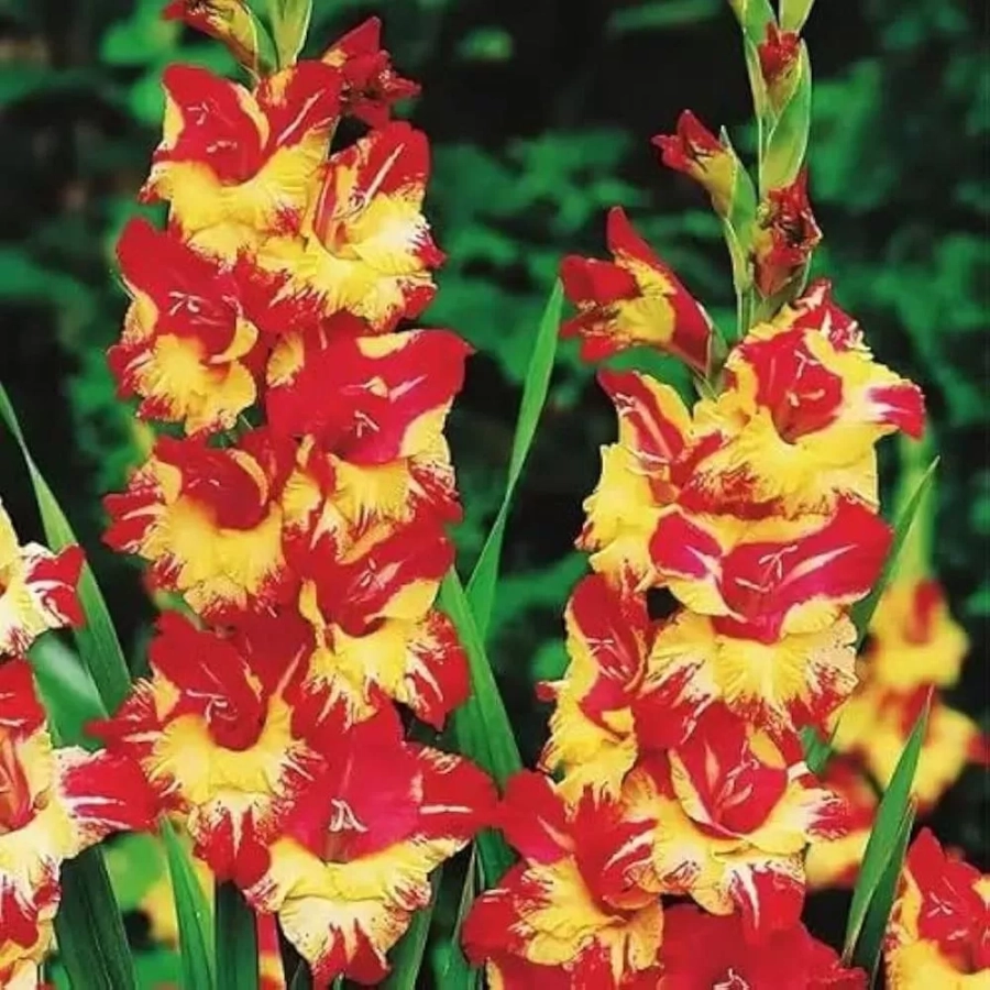 Bulbi de Gladiole Stereo 1