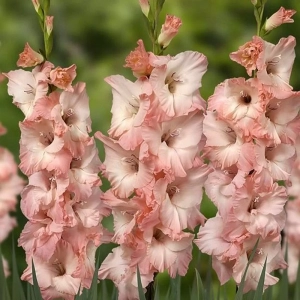 Bulbi de Gladiole Torino 1