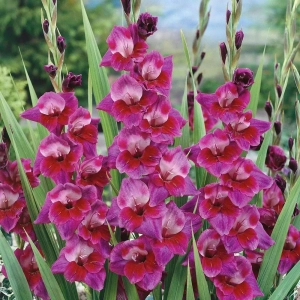 Bulbi de Gladiole Velvet Eyes 1