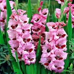 Bulbi de Gladiole Wine and Roses 1