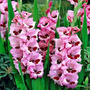 Bulbi de Gladiole Wine and Roses 1