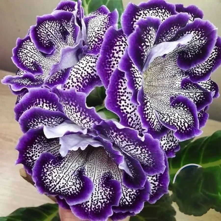 gloxinia-sinningia Bulbi de Gloxinia Sinningia 1