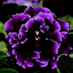 Bulbi de Gloxinia Sinningia speciosa 1