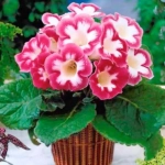 Bulbi de Gloxinie Blanche de Meru 1