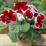 Bulbi de Gloxinie Kaiser Friedrich 1