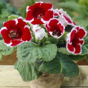 Bulbi de Gloxinie Kaiser Friedrich 1