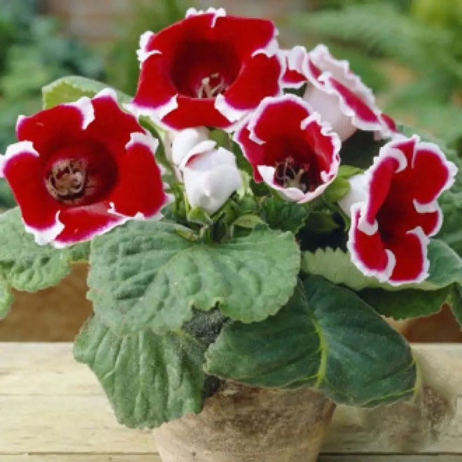 gloxinie-kaiser-friedrich Bulbi de Gloxinie Kaiser Friedrich 1