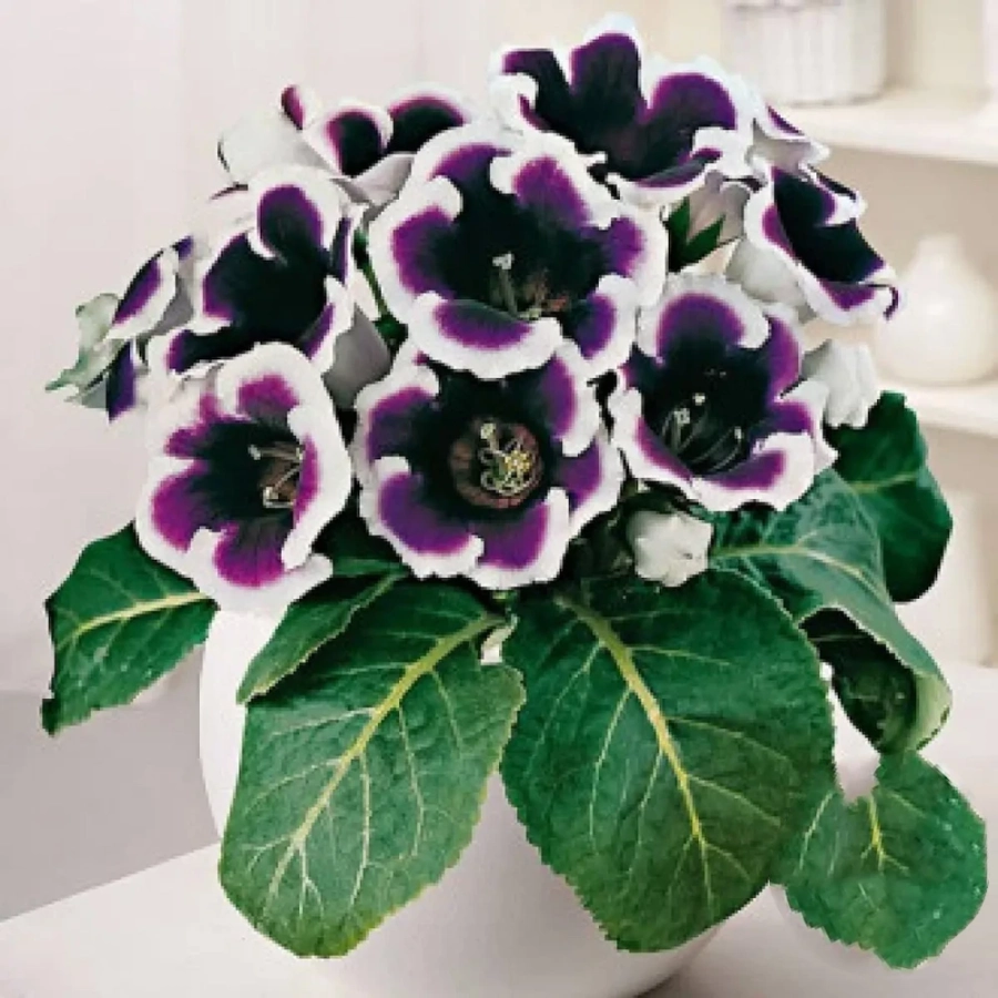 gloxinie-kaiser-wilhelm Bulbi de Gloxinie Kaiser Wilhelm 1