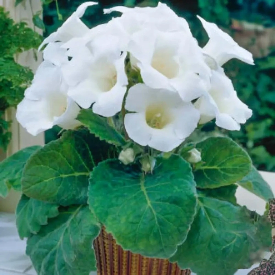 gloxinie-mont-blanc Bulbi de Gloxinie Mont Blanc 1