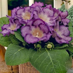 Bulbi de Gloxinie Tigrina Blue 1