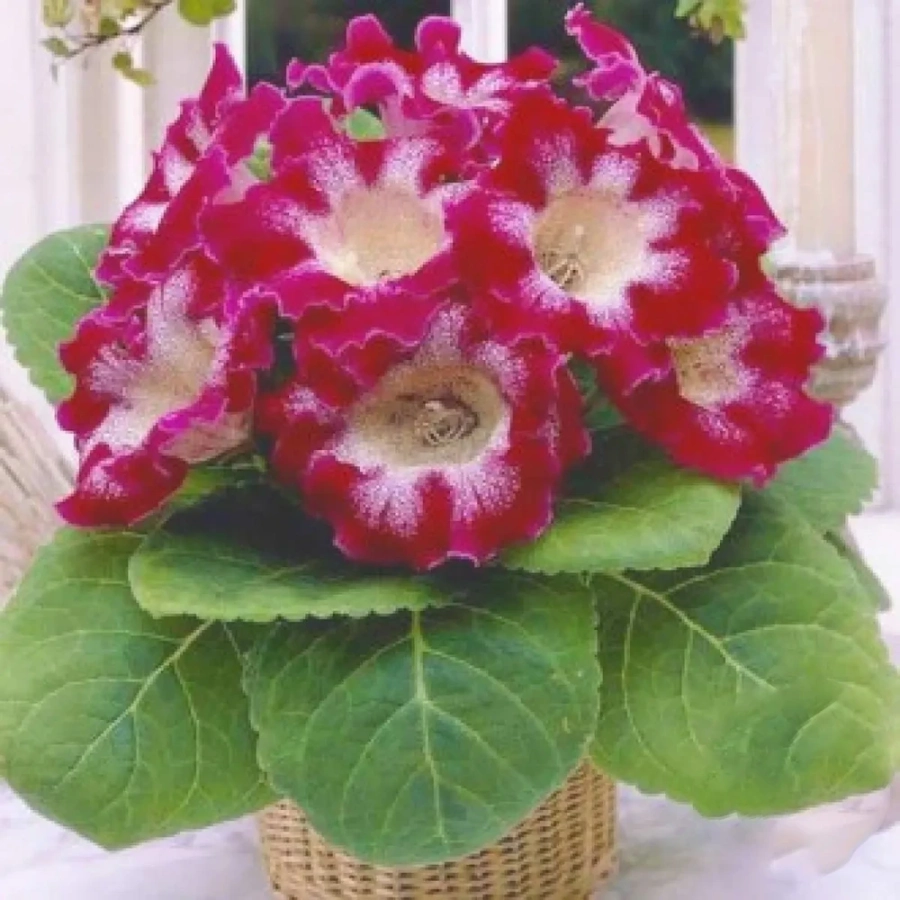 gloxinie-tigrina-red Bulbi de Gloxinie Tigridia Red 1